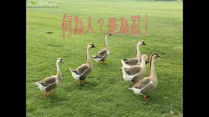 何為人？是為忍！