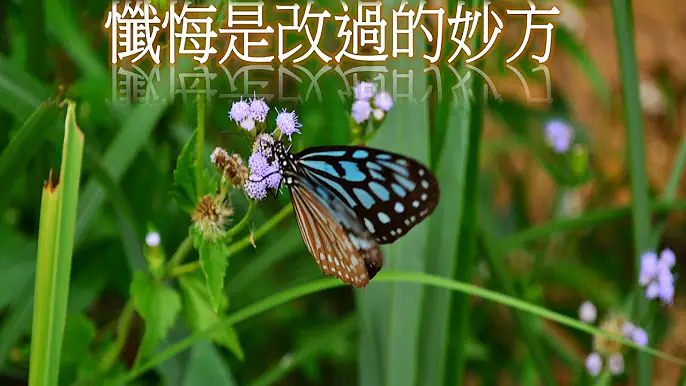 懺悔是改過的妙方