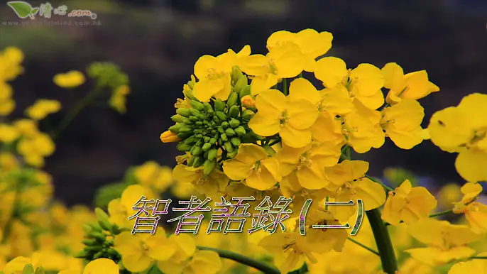 智者語錄二