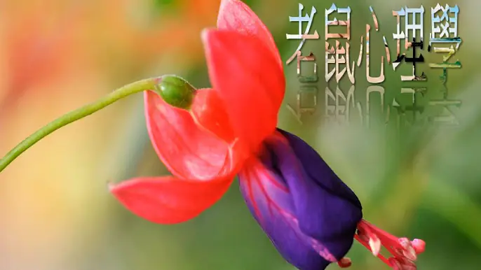 老鼠心理學