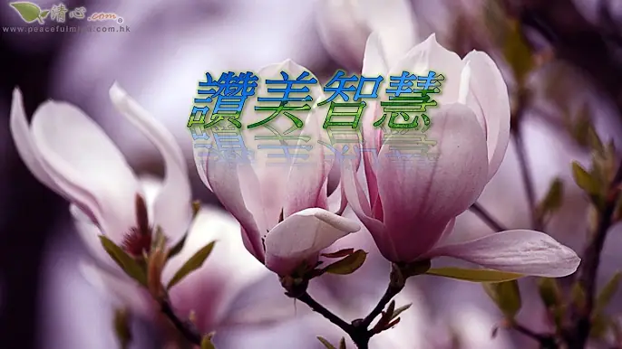 讚美智慧
