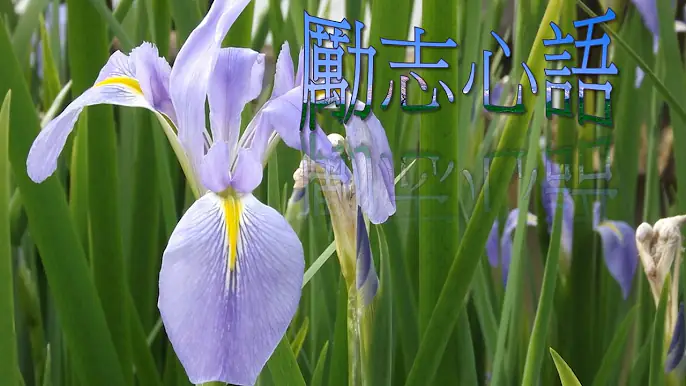 勵志心語