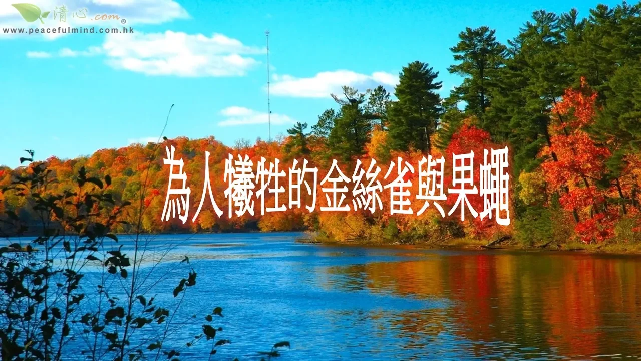 為人犧牲的金絲雀與果蠅