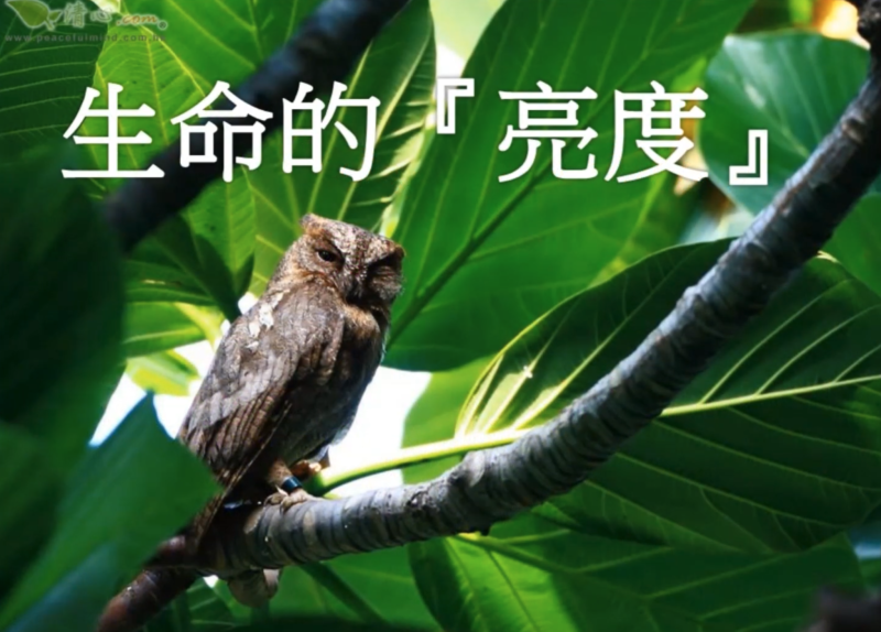 生命的『亮度』